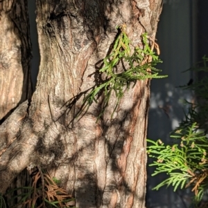 Cupressus sempervirens at suppressed - suppressed
