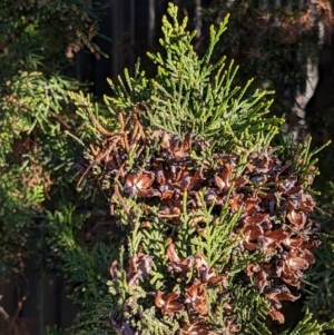 Cupressus sempervirens at suppressed - suppressed