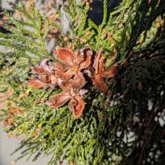 Cupressus sempervirens at suppressed - suppressed
