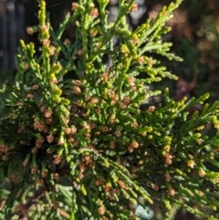 Cupressus sempervirens at suppressed - suppressed