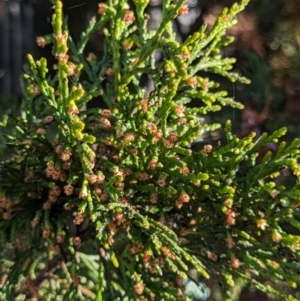 Cupressus sempervirens at suppressed - suppressed