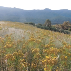 Hypericum perforatum at Tidbinbilla Nature Reserve - 17 Jan 2023