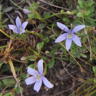 Isotoma fluviatilis subsp. australis (Swamp Isotome) at Paddys River, ACT - 17 Jan 2023 by MichaelBedingfield