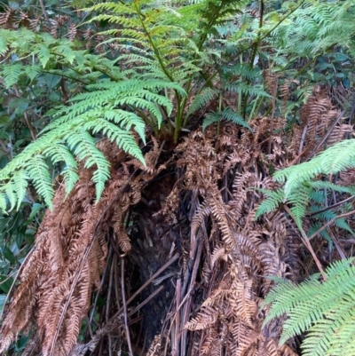 Dicksonia antarctica (Soft Treefern) at Paddys River, ACT - 5 Aug 2023 by NickiTaws