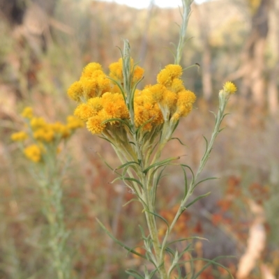 Chrysocephalum semipapposum (Clustered Everlasting) at Paddys River, ACT - 17 Jan 2023 by michaelb