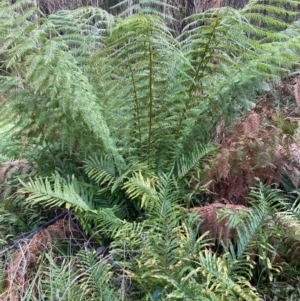 Dicksonia antarctica at Paddys River, ACT - 5 Aug 2023