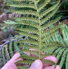 Dicksonia antarctica at Paddys River, ACT - 5 Aug 2023