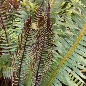 Blechnum nudum at Paddys River, ACT - 5 Aug 2023