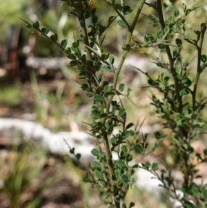 Bossiaea obcordata at Palerang, NSW - 17 May 2023