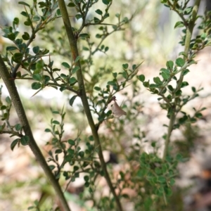 Bossiaea obcordata at Palerang, NSW - 17 May 2023