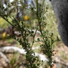 Bossiaea obcordata at Palerang, NSW - 17 May 2023 12:21 PM