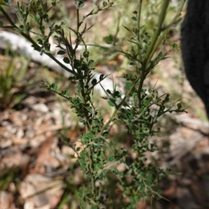 Bossiaea obcordata at Palerang, NSW - 17 May 2023