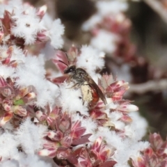 Lasioglossum (Parasphecodes) sp. (genus & subgenus) (Halictid bee) at Tuggeranong, ACT - 7 Aug 2023 by owenh