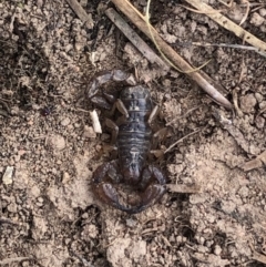 Urodacus manicatus (Black Rock Scorpion) at Michelago, NSW - 7 Aug 2023 by Nockels