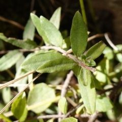 Unidentified Climber or Mistletoe at Palerang, NSW - 17 May 2023 by RobG1