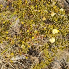 Acacia ulicifolia (Prickly Moses) at Tuggeranong, ACT - 7 Aug 2023 by Mike