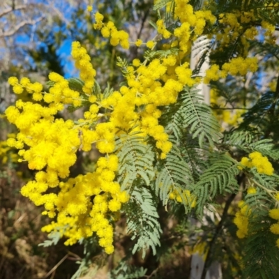 Acacia dealbata subsp. dealbata (Silver Wattle) at Farrer, ACT - 7 Aug 2023 by Mike