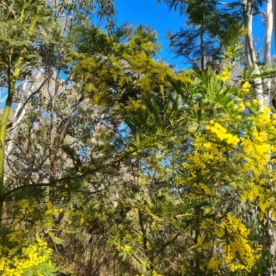Acacia decurrens (Green Wattle) at Farrer, ACT - 7 Aug 2023 by Mike