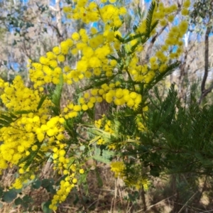 Acacia decurrens at Farrer, ACT - 7 Aug 2023