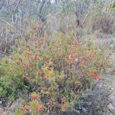 Grevillea rosmarinifolia subsp. rosmarinifolia (Rosemary Grevillea) at Farrer, ACT - 7 Aug 2023 by Mike