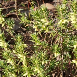 Melichrus urceolatus at Farrer, ACT - 7 Aug 2023