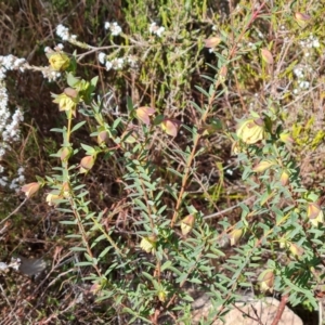 Pimelea linifolia subsp. linifolia at Farrer, ACT - 7 Aug 2023