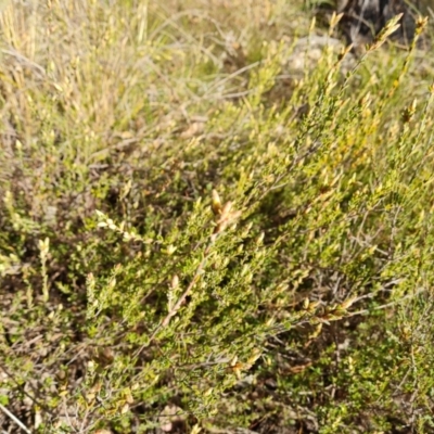 Brachyloma daphnoides (Daphne Heath) at Farrer, ACT - 7 Aug 2023 by Mike