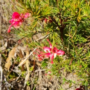 Grevillea rosmarinifolia subsp. rosmarinifolia at Farrer, ACT - 7 Aug 2023 02:55 PM