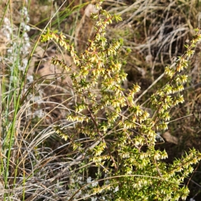 Styphelia fletcheri subsp. brevisepala (Twin Flower Beard-Heath) at Farrer, ACT - 7 Aug 2023 by Mike