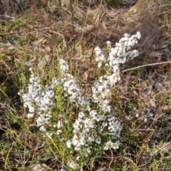 Leucopogon attenuatus (Small-leaved Beard Heath) at Farrer, ACT - 7 Aug 2023 by Mike