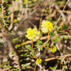 Acacia gunnii (Ploughshare Wattle) at Farrer, ACT - 7 Aug 2023 by Mike