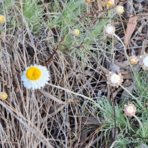 Leucochrysum albicans subsp. tricolor at Isaacs, ACT - 7 Aug 2023 02:32 PM