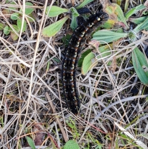 Apina callisto at Isaacs, ACT - 7 Aug 2023 02:29 PM