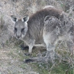 Macropus giganteus (Eastern Grey Kangaroo) at Mount Taylor - 7 Aug 2023 by stofbrew