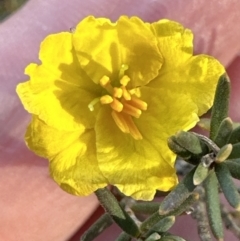 Hibbertia calycina (Lesser Guinea-flower) at Belconnen, ACT - 7 Aug 2023 by lbradley