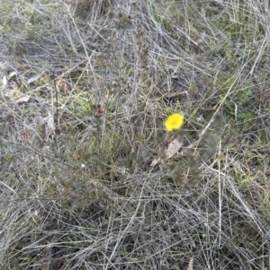 Hibbertia calycina at Cook, ACT - 7 Aug 2023