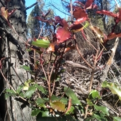 Photinia serratifolia (Chinese Photinia) at Cooma, NSW - 7 Aug 2023 by mahargiani