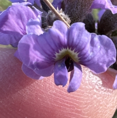 Hovea heterophylla (Common Hovea) at Belconnen, ACT - 7 Aug 2023 by lbradley