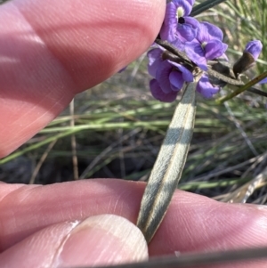 Hovea heterophylla at Aranda, ACT - 7 Aug 2023 03:54 PM