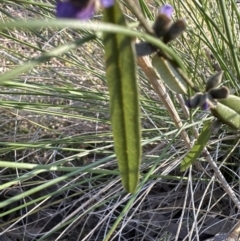 Hovea heterophylla at Aranda, ACT - 7 Aug 2023 03:54 PM