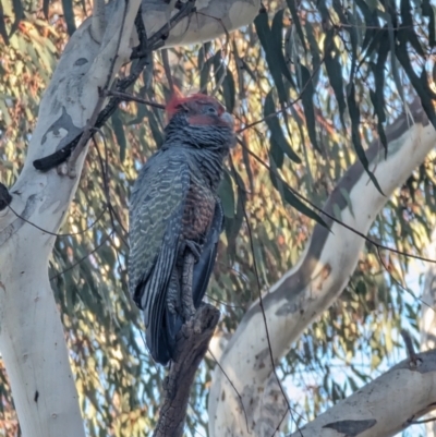 Callocephalon fimbriatum (Gang-gang Cockatoo) at Pearce, ACT - 7 Aug 2023 by stofbrew