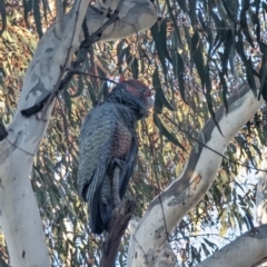 Callocephalon fimbriatum at Pearce, ACT - 7 Aug 2023