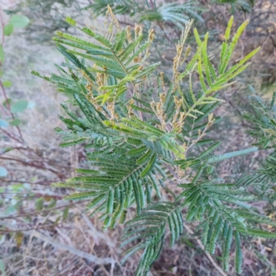 Acacia mearnsii (Black Wattle) at Tuggeranong, ACT - 7 Aug 2023 by Mike