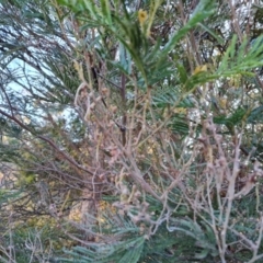 Acacia mearnsii at Tuggeranong, ACT - 7 Aug 2023 04:15 PM