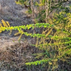 Acacia pravissima (Wedge-leaved Wattle, Ovens Wattle) at Farrer, ACT - 7 Aug 2023 by Mike