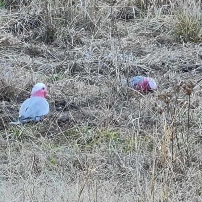 Eolophus roseicapilla (Galah) at Throsby, ACT - 7 Aug 2023 by Mike