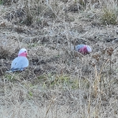 Eolophus roseicapilla (Galah) at Farrer Ridge - 7 Aug 2023 by Mike