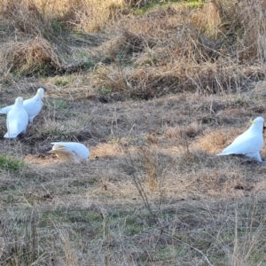 Cacatua galerita at Throsby, ACT - 7 Aug 2023