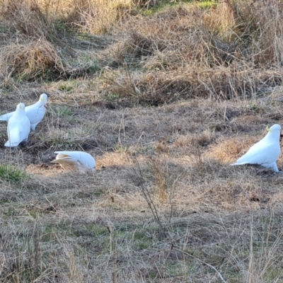 Cacatua galerita (Sulphur-crested Cockatoo) at Throsby, ACT - 7 Aug 2023 by Mike