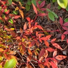 Nandina domestica (Sacred Bamboo) at Tuggeranong, ACT - 7 Aug 2023 by Mike